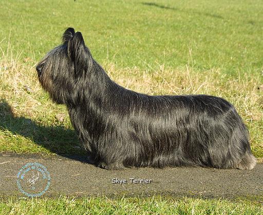 Skye Terrier 9C066D-16.JPG